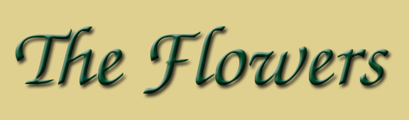 The Flowers